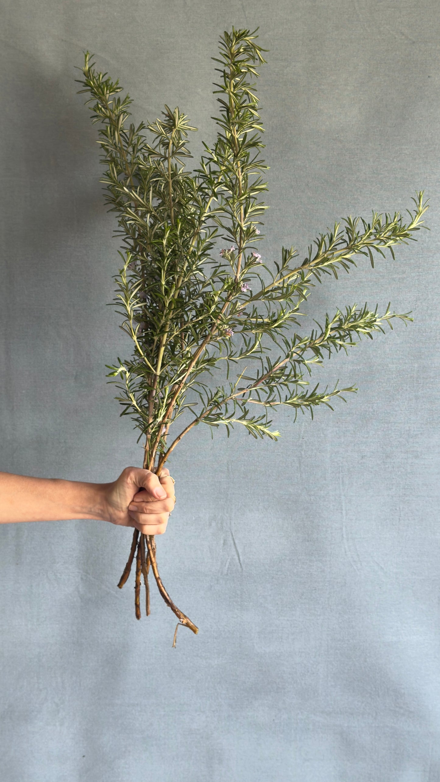 Rosemary Bunch (10 Stems)