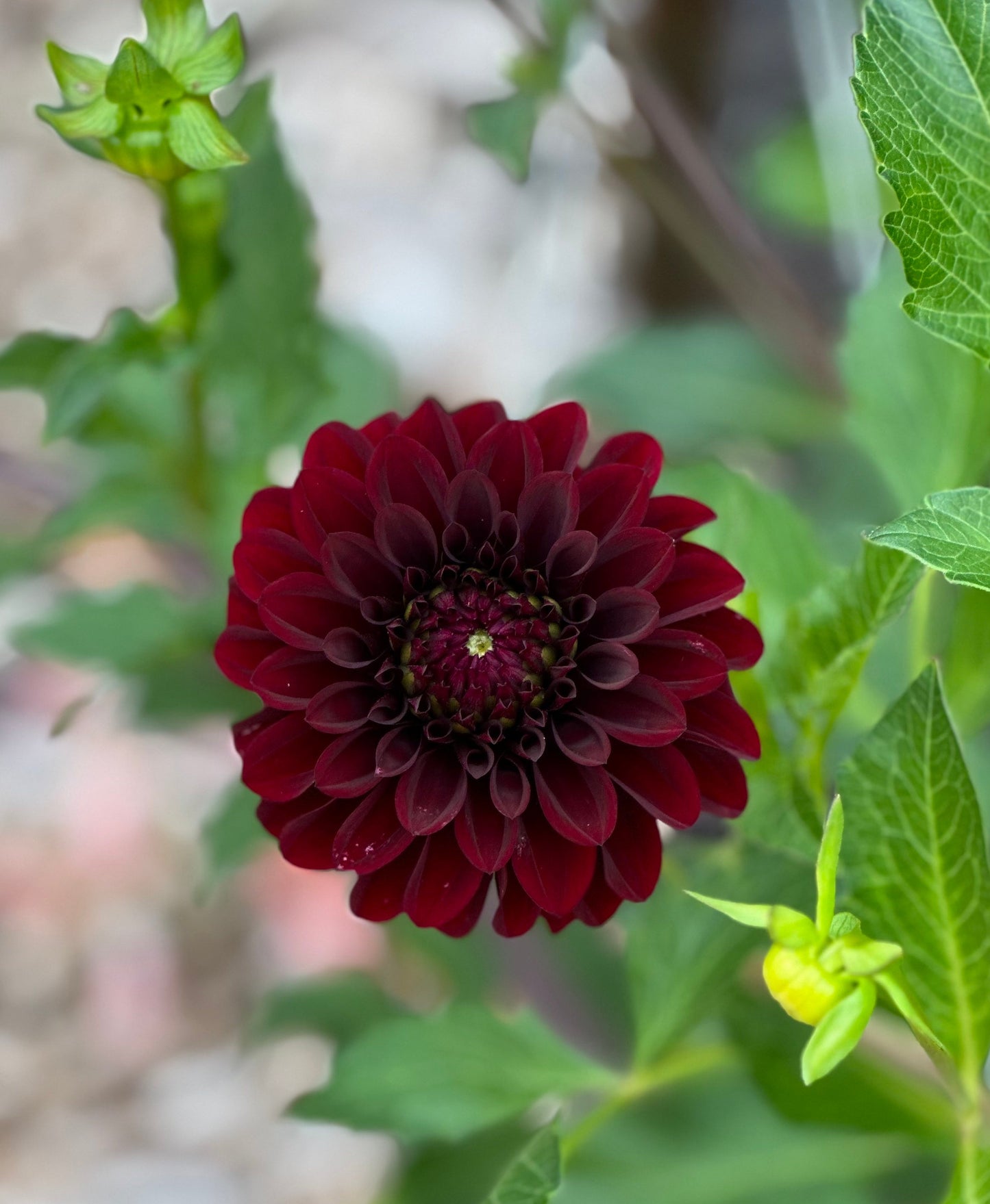 Ruby Pom Pom Dahlia Tuber