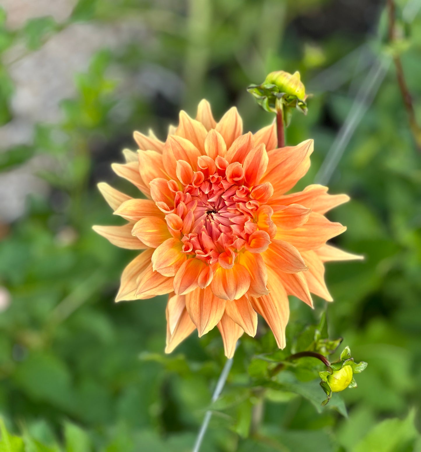 AC Ben Dahlia Tuber