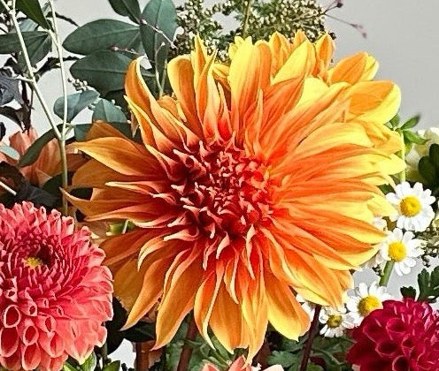 Bloomquist Jean Dahlia Tuber