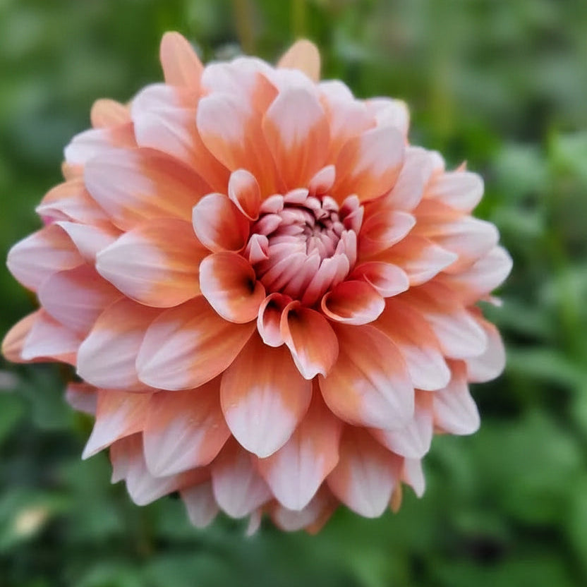 Ala Mode Dahlia Tuber