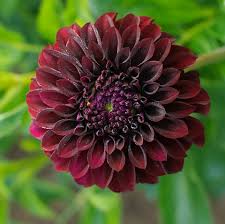 Black Satin Dahlia Tuber