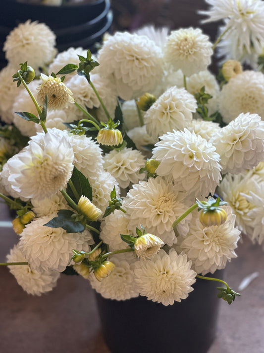 Blizzard Dahlia Tuber