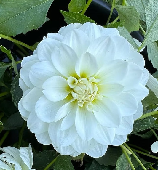 Bride to Be Dahlia Tuber