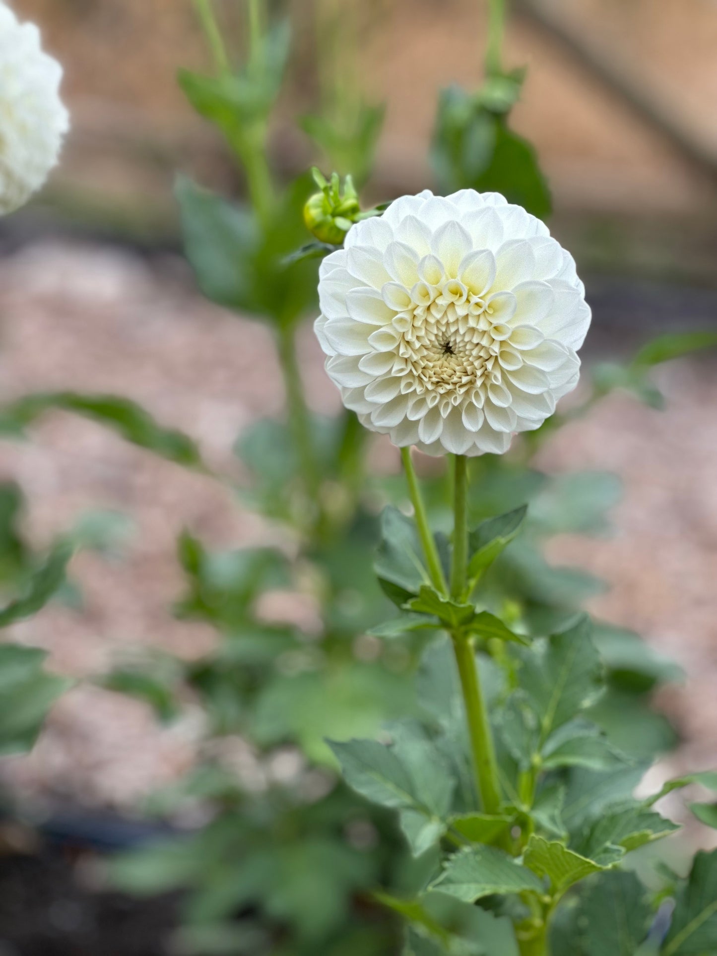 Brookside Snowball Dahlia Tuber