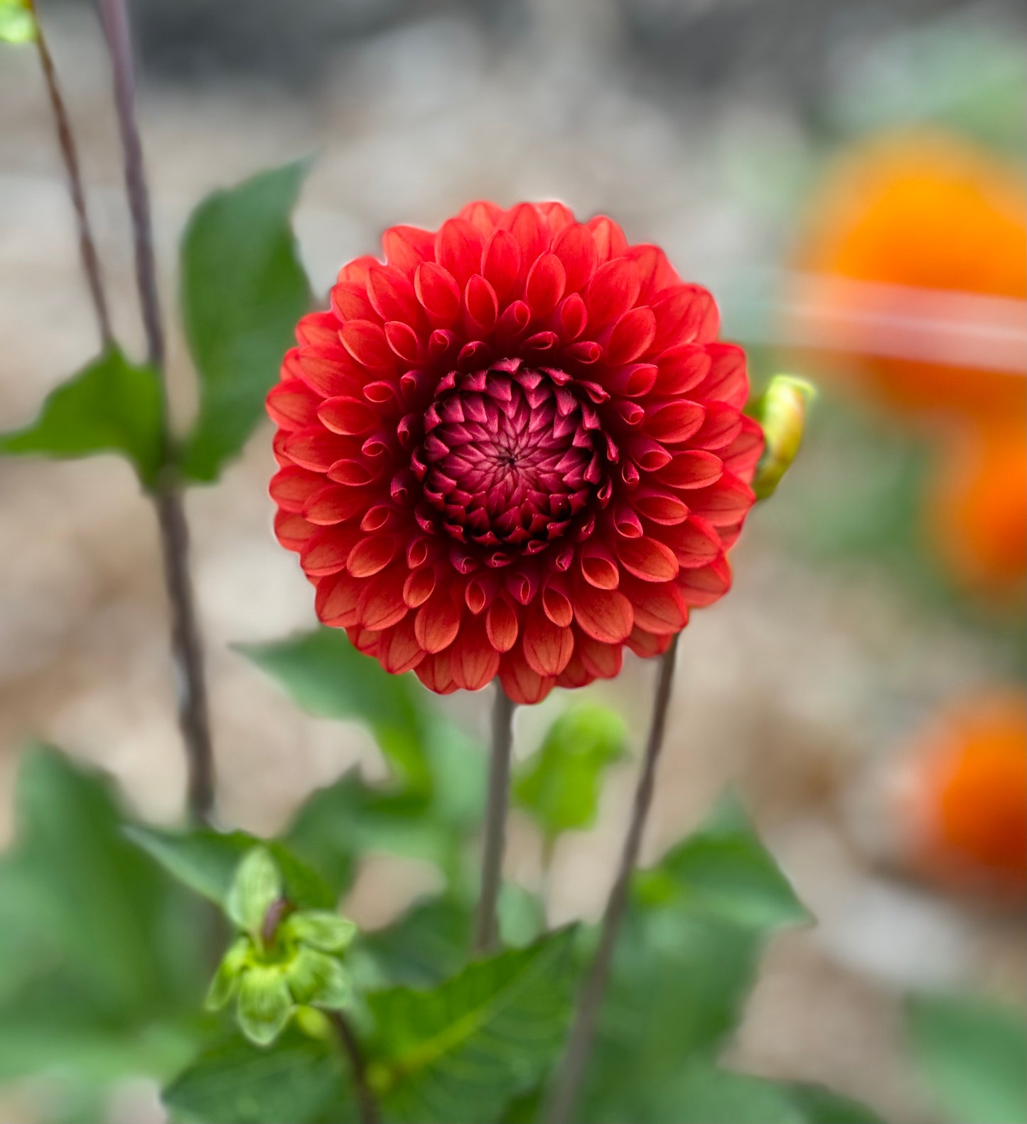 Brown Sugar Dahlia Tuber