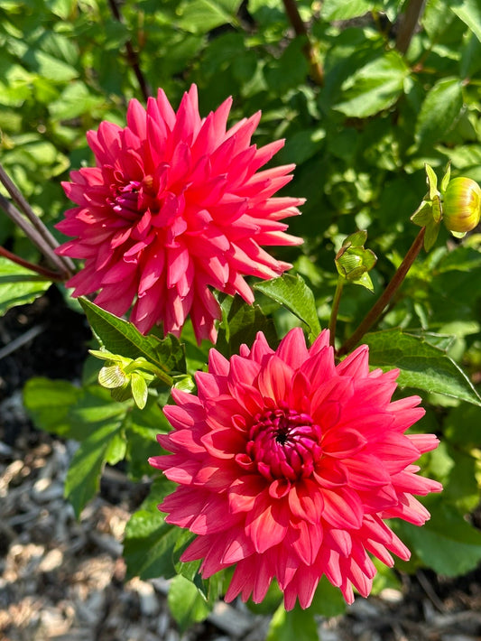 Cheers Dahlia Tuber