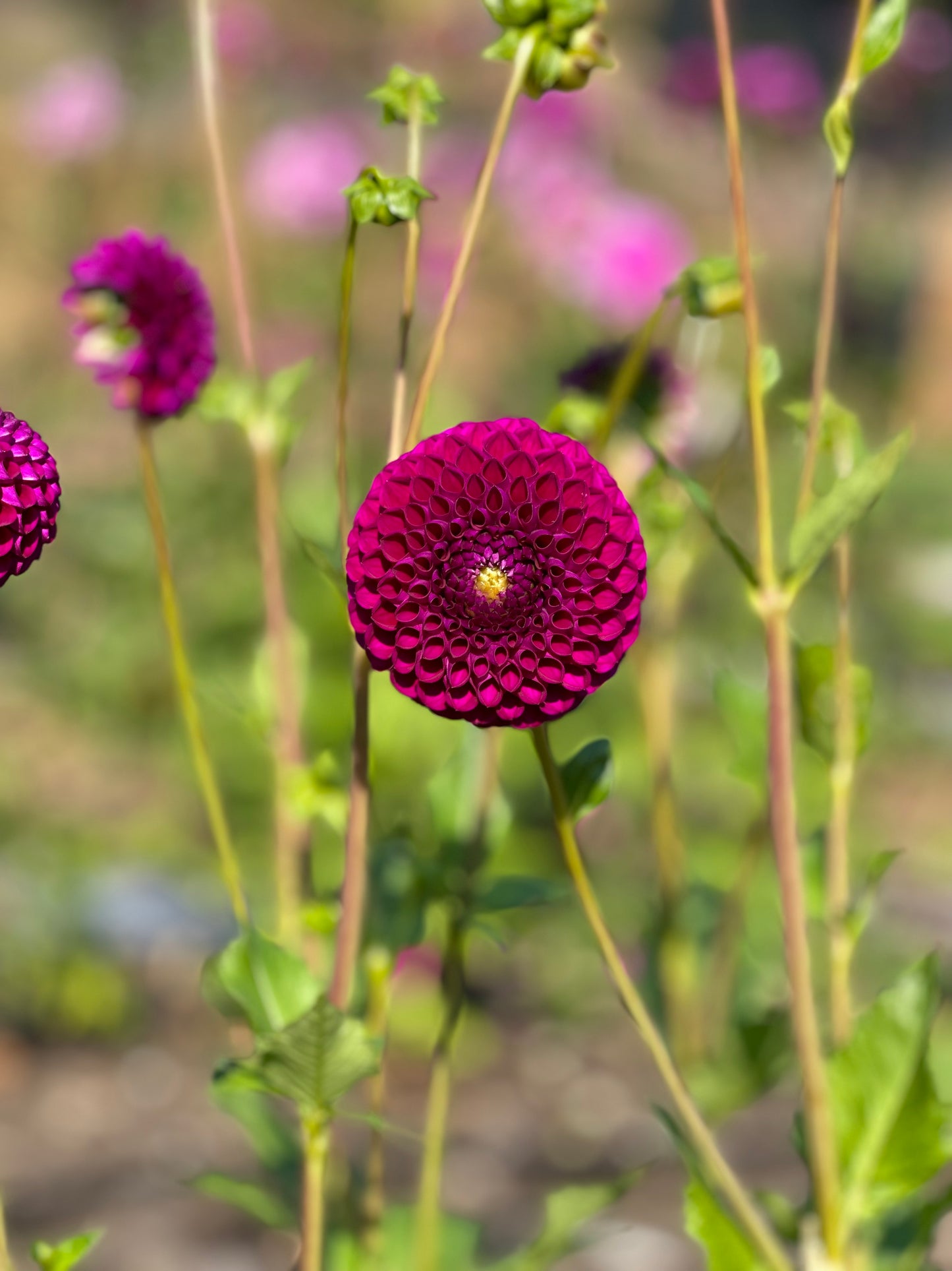 Chimacum Del Blooma Dahlia Tuber