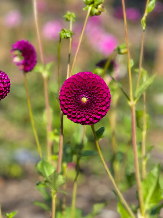 Chimacum Del Blooma Dahlia Tuber