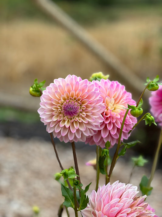 Coralie Dahlia Tuber
