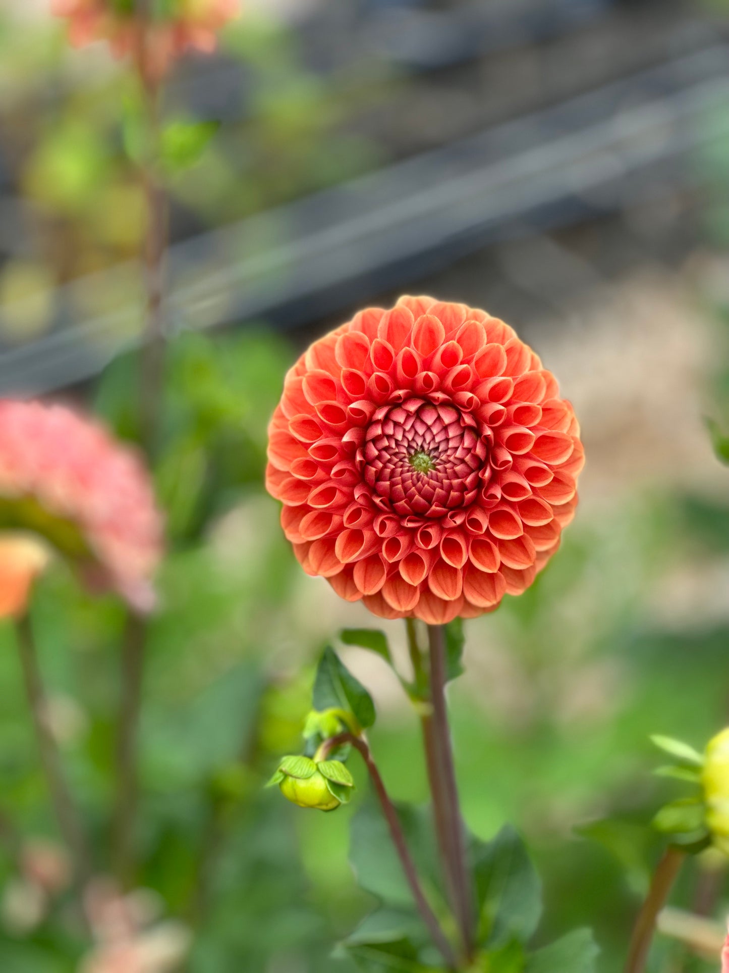 Cornel Bronze Dahlia Tuber