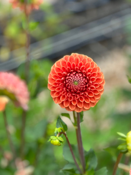 Cornel Bronze Dahlia Tuber