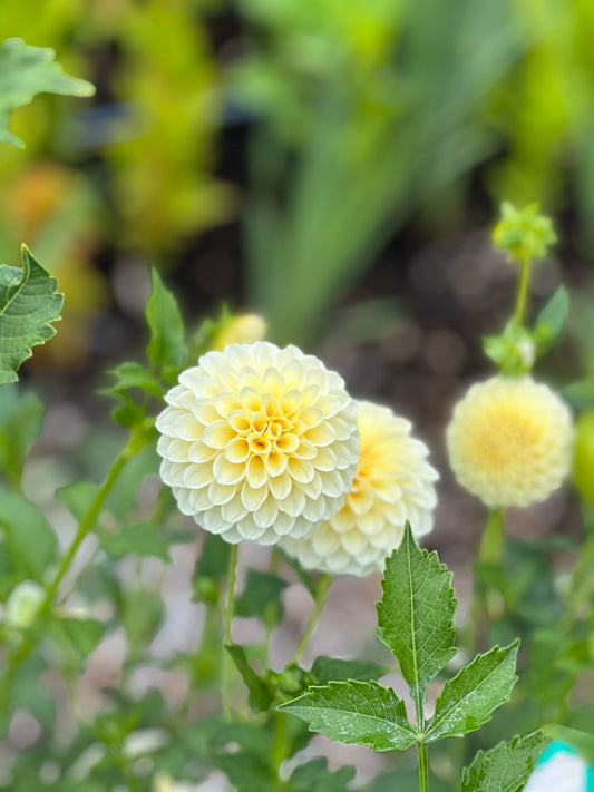 Creamy Dahlia Tuber
