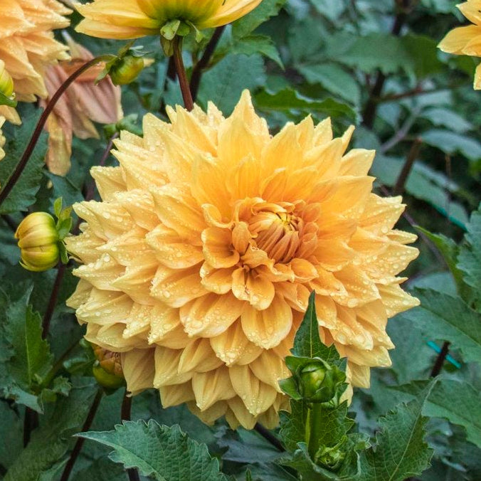 Ben Huston Dahlia Tuber