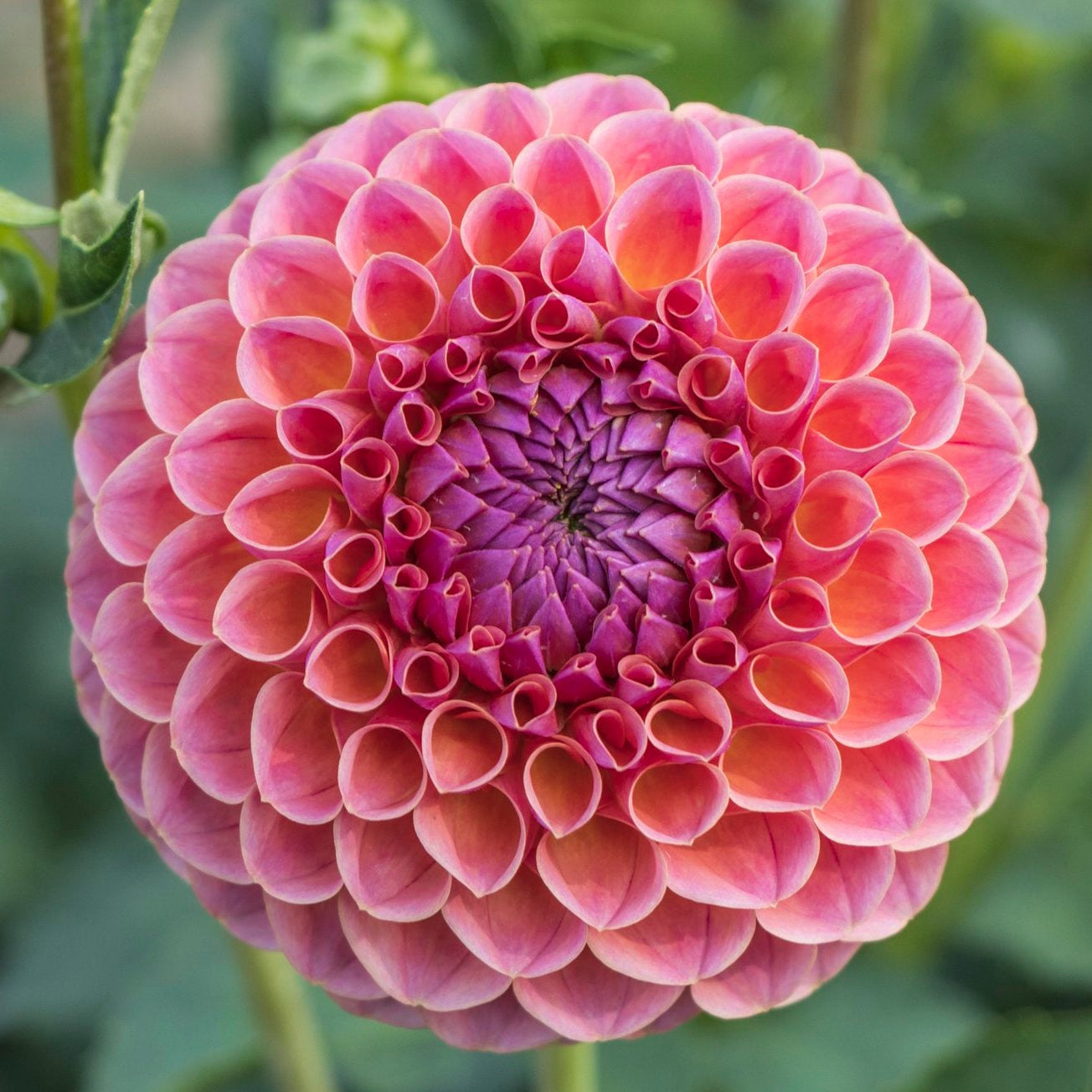 Jowey Winnie Dahlia Tuber