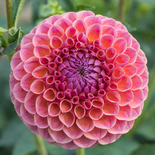 Jowey Winnie Dahlia Tuber
