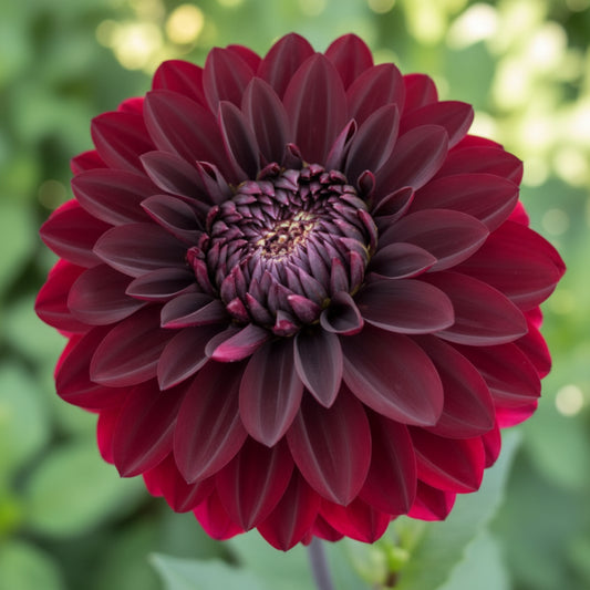 Dark Destiny Dahlia Tuber