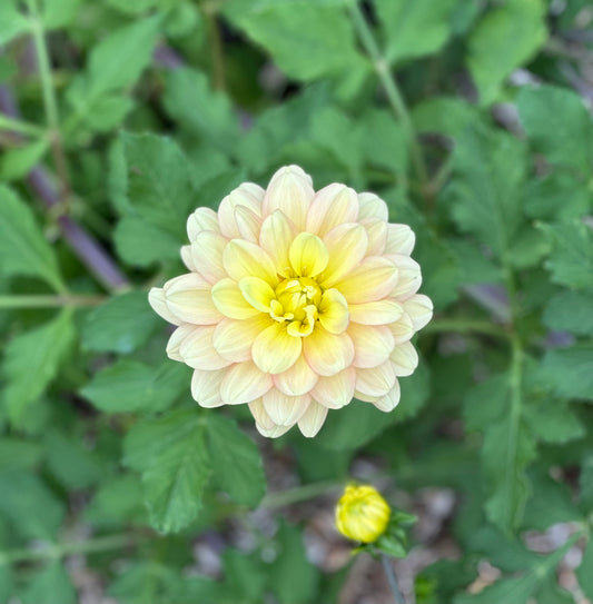 Day Dream Dahlia Tuber