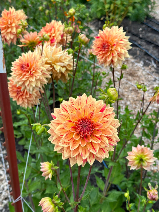 Denny Dennis Dahlia Tuber