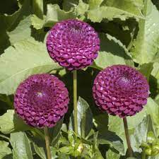 Dot Com Dahlia Tuber