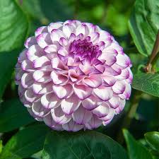 Genova Dahlia Tuber