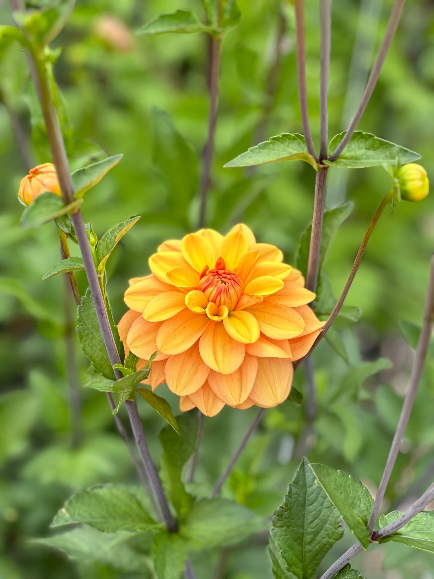 Ginger Snap Dahlia Tuber