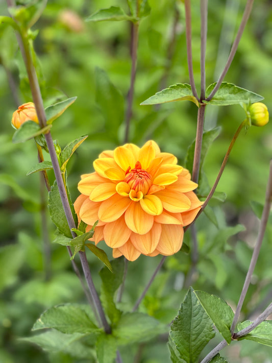 Ginger Snap Dahlia Tuber