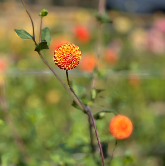 Ginger Willow Dahlia Tuber