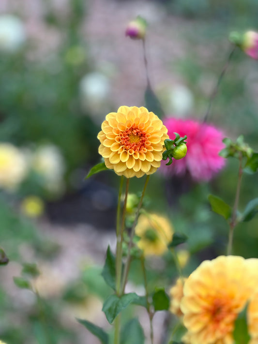 Golden Sceptor Dahlia Tuber