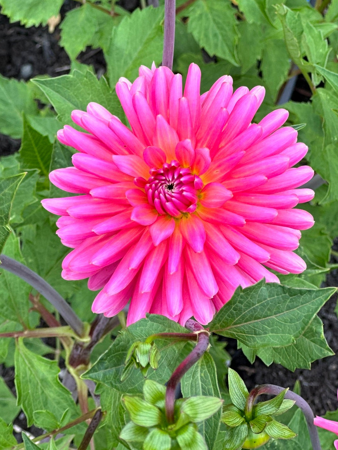 Pink Starburst Dahlia Tuber