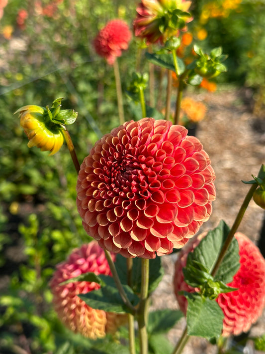 Hy Suntan Dahlia Tuber