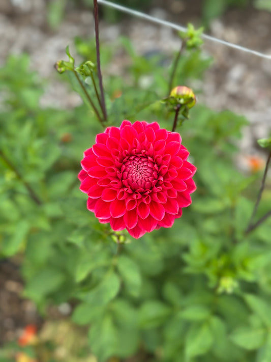 Intrigue Dahlia Tuber