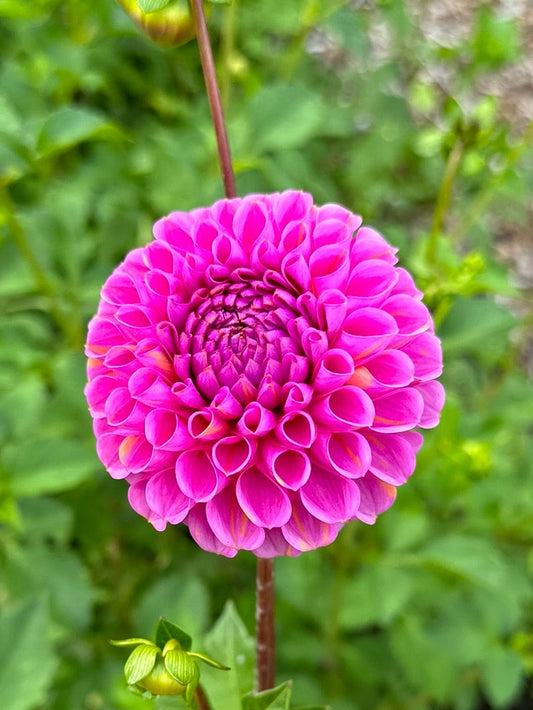 Isabel Dahlia Tuber