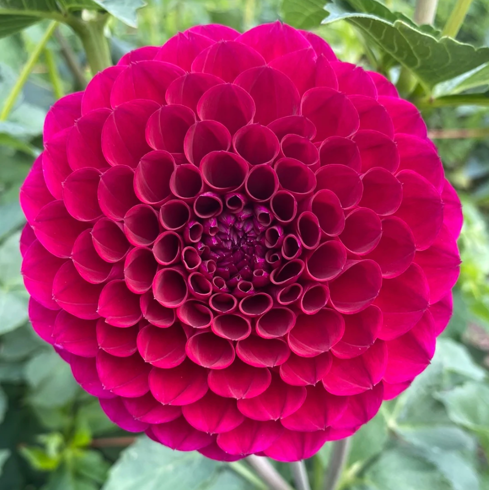 Jesse G Dahlia Tuber