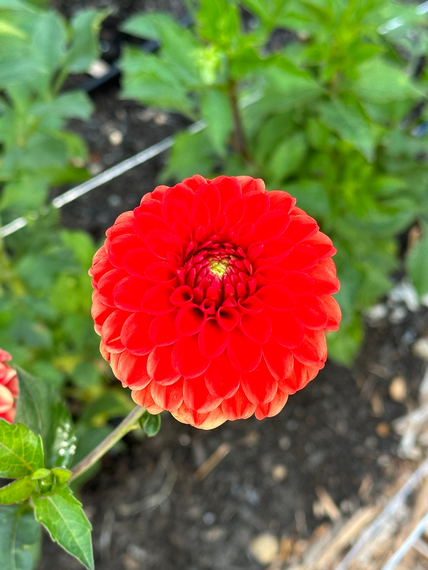 Lollipop Dahlia Tuber