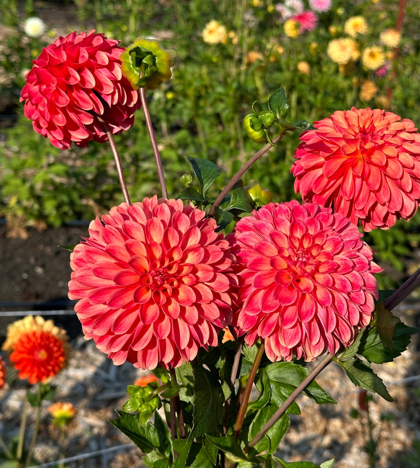 Margie Day Dahlia Tuber