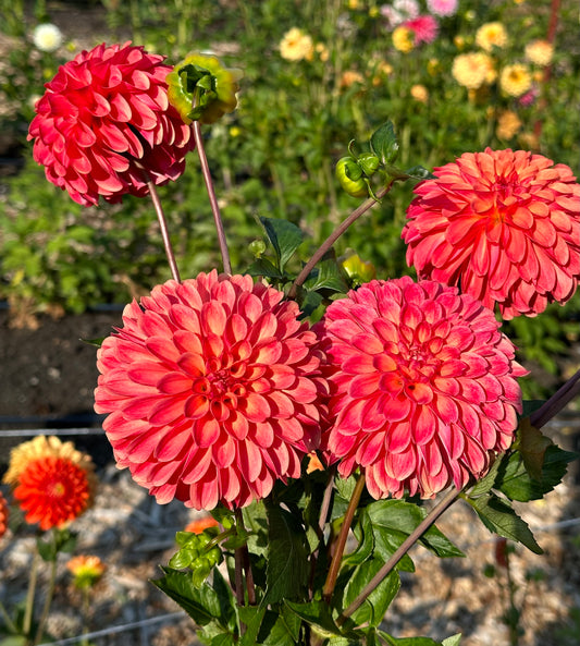 Margie Day Dahlia Tuber