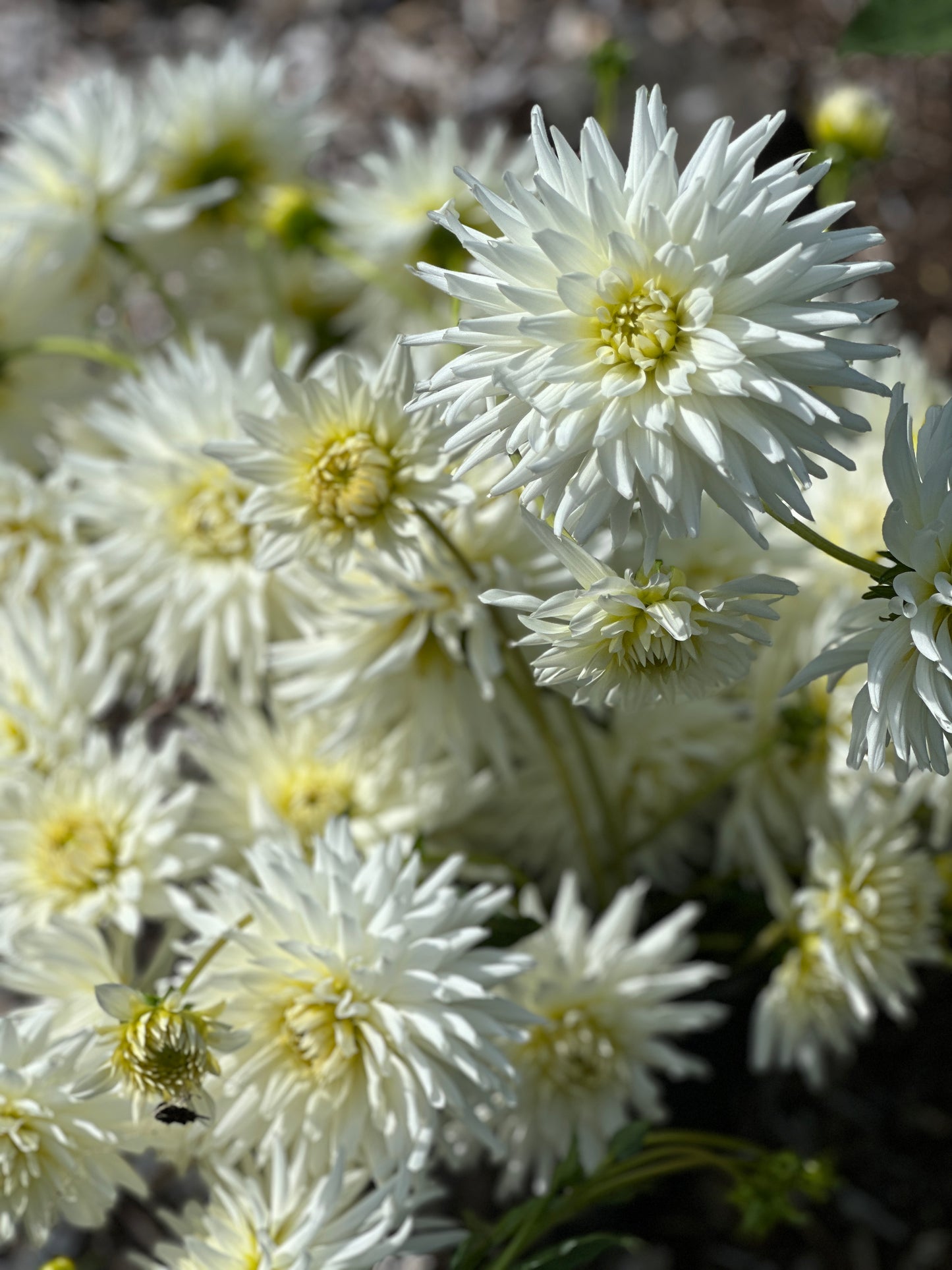My Love Dahlia Tuber