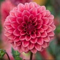 Mystique Dahlia Tuber