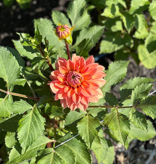 Nicholas Dahlia Tuber