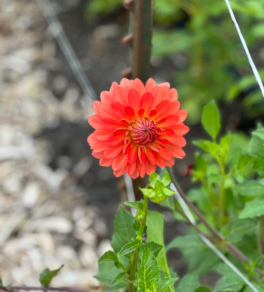Orange Jewel Dahlia Tuber
