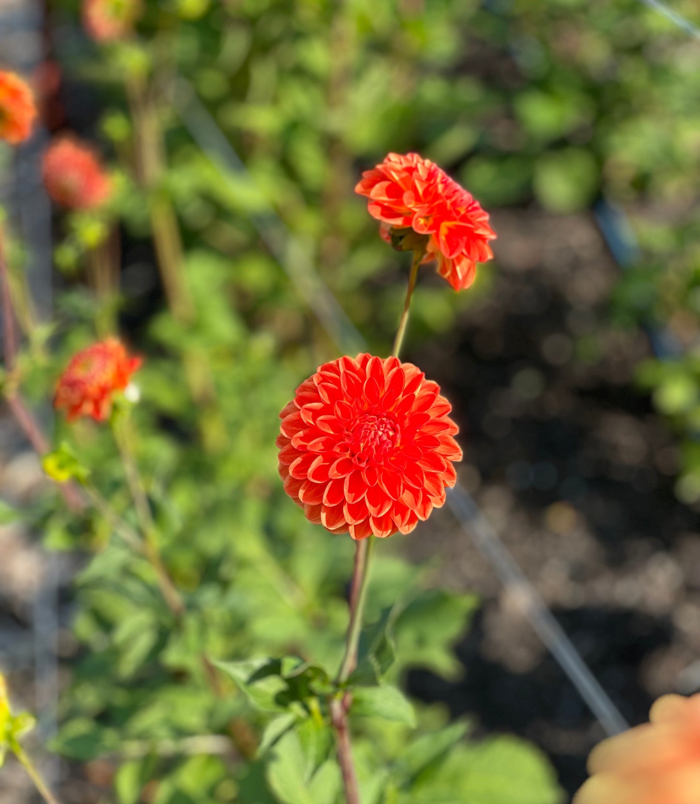 Orange Symphony Dahlia Tuber