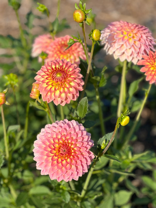 Oreti Adele Dahlia Tuber