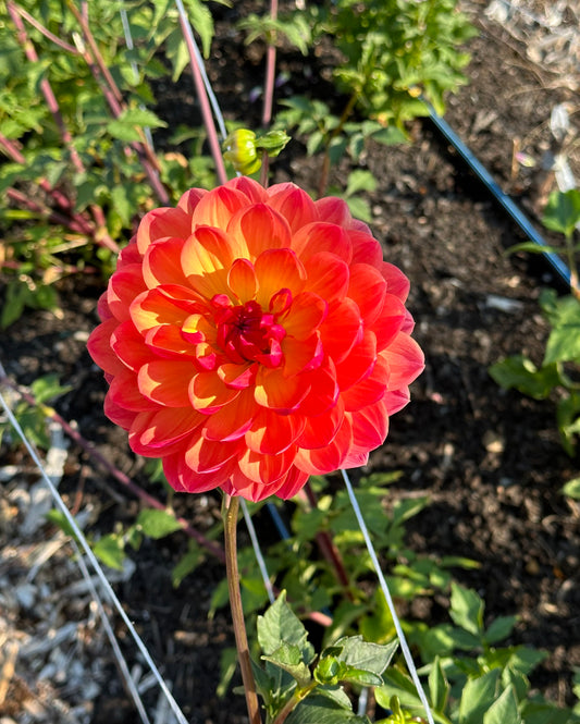 Pam Howden Dahlia Tuber