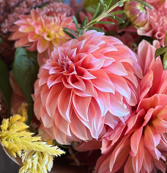 Peaches n Cream Dahlia Tuber
