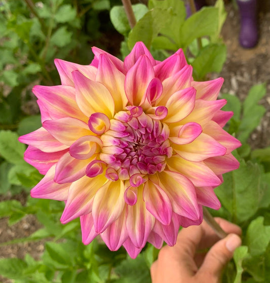 Pink Sunset Dahlia Tuber