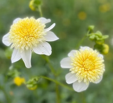 Platinum Blonde Dahlia Tuber