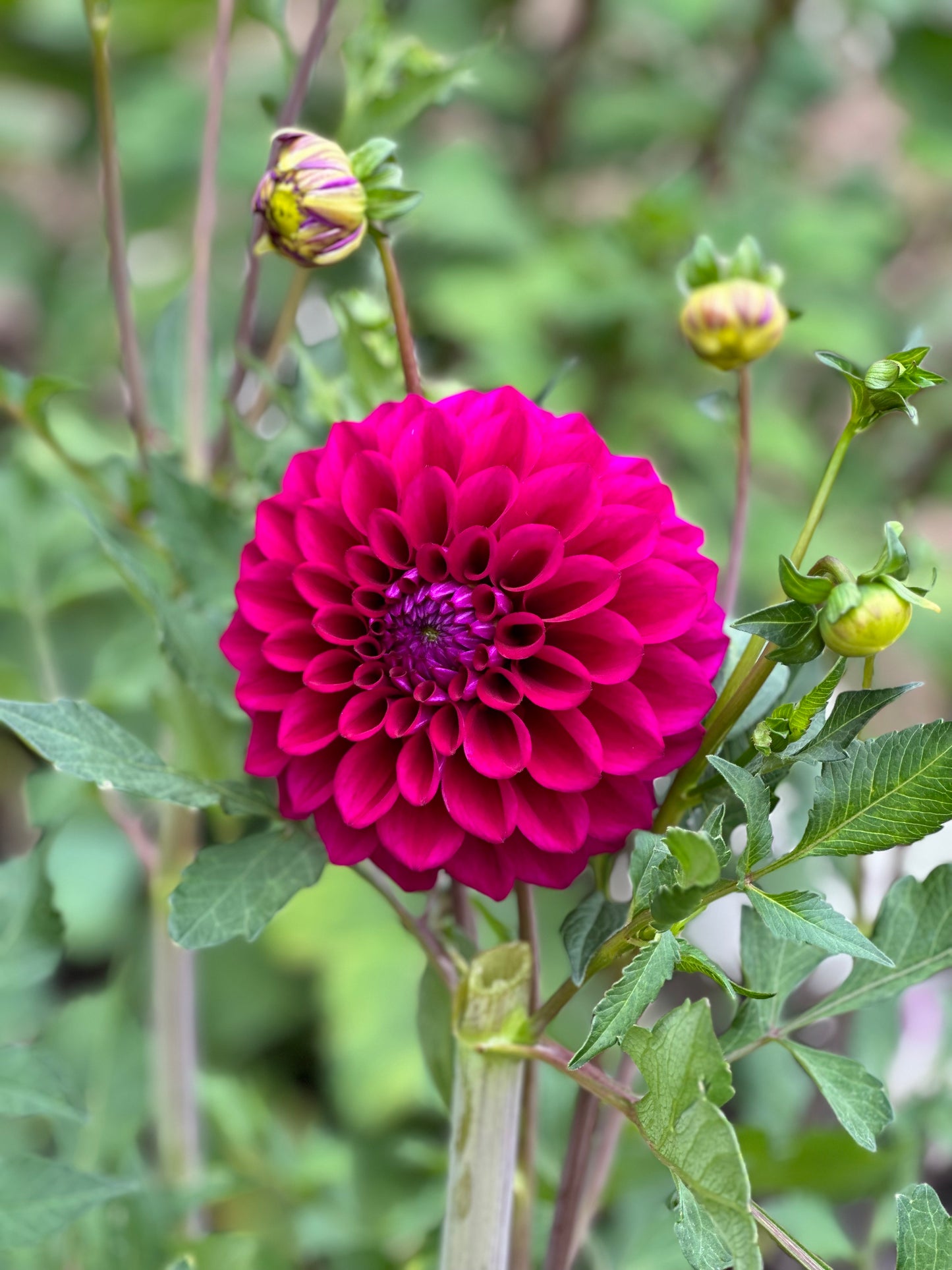 Purple Joy Dahlia Tuber