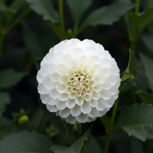 RJR Dahlia Tuber