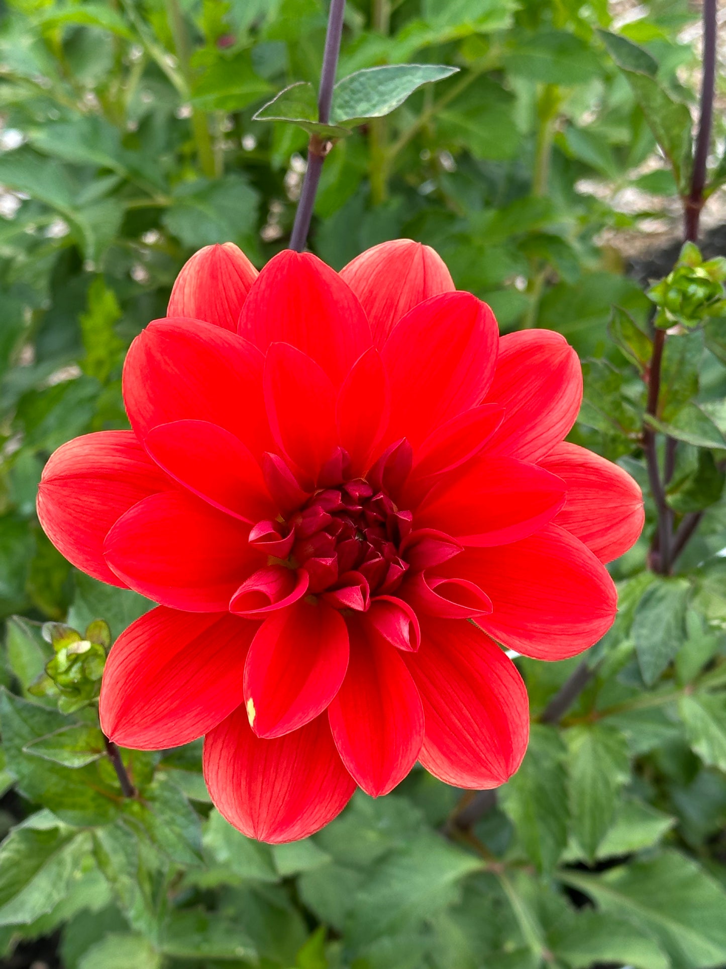 Red Beauty Dahlia Tuber